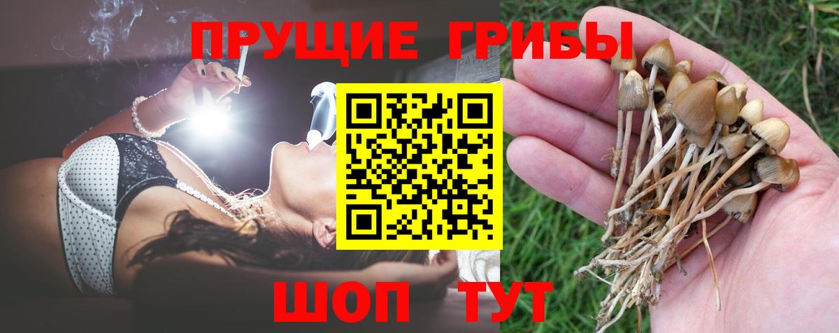 Псилоцибиновые грибы Cubensis Ейск